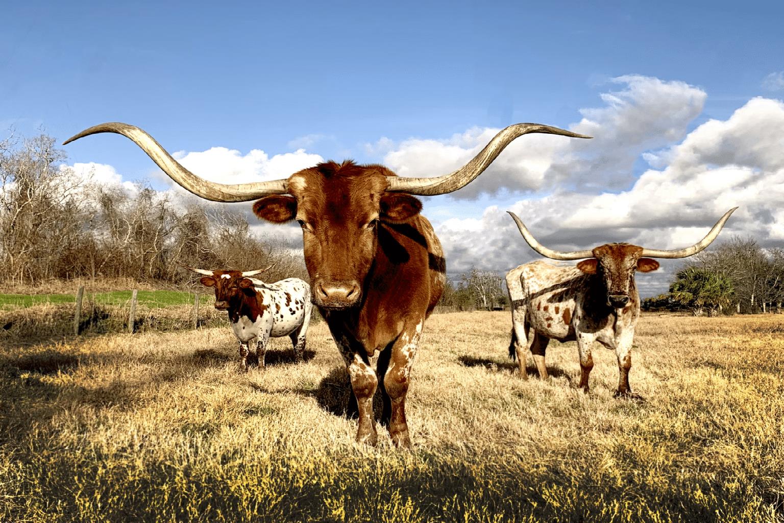 Texas corporate apartments